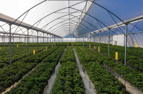 Interior view of a berry-growing polytunnel